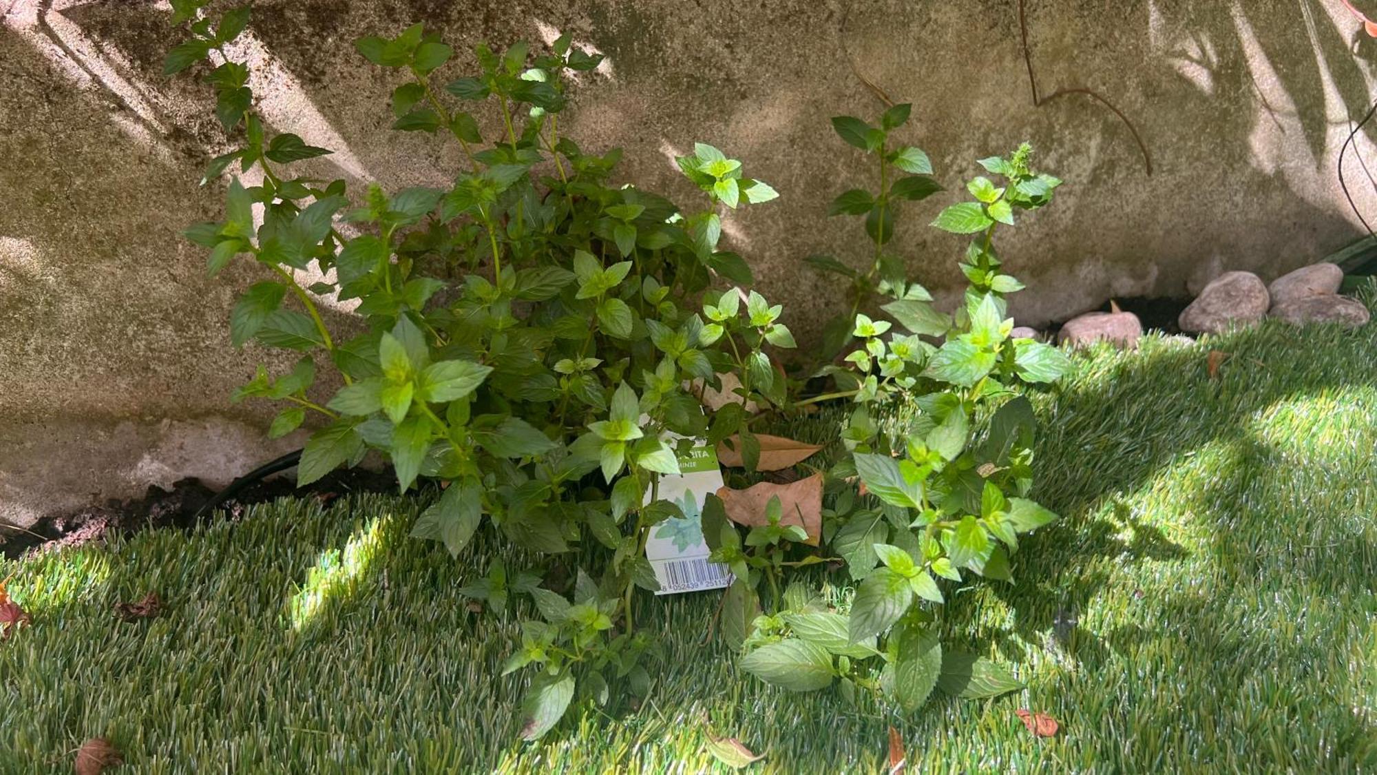 Garden Suite Bolzano Exterior foto